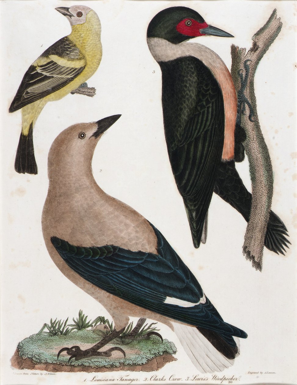 Louisiana Tanager, Clark