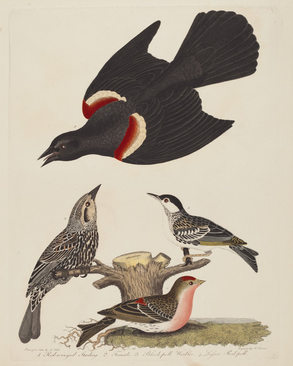Punasiipinen kottarainen, naaras punasiipinen kottarainen, mustasukkainen ja pieni..., pub.1808-1814. tekijältä Alexander Lawson