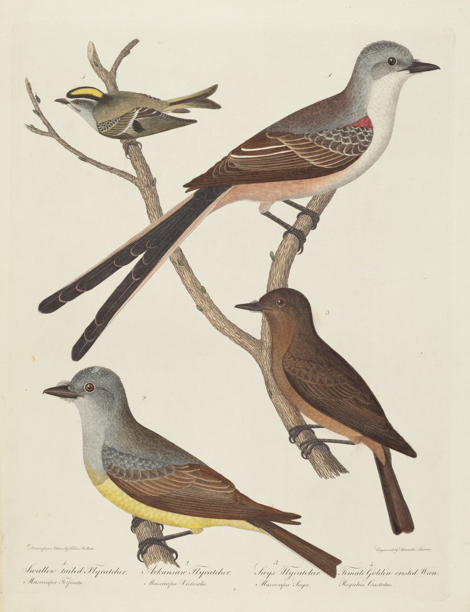 Swallow tailed Flycatcher, Arkansas Flycatcher, Say