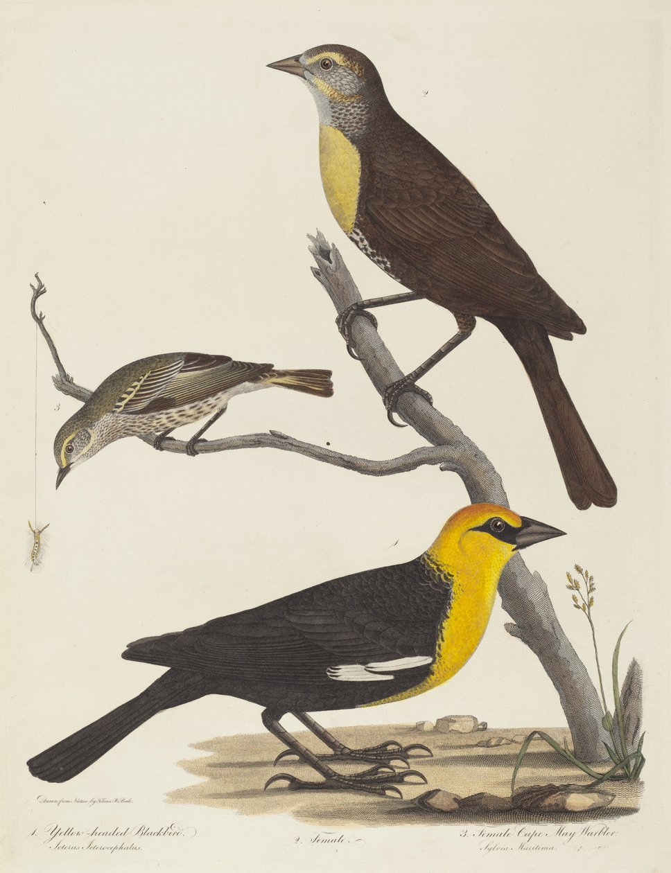 Keltapäinen mustarastas, naaras mustarastas ja naaras Cape May Warbler. tekijältä Alexander Lawson