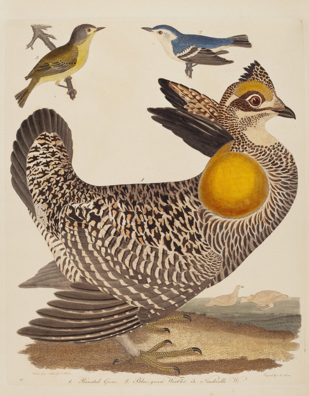 Pinnated Grous, Blue-green Warbler ja Nashville Warbler tekijältä Alexander Lawson after Alexander Wilson
