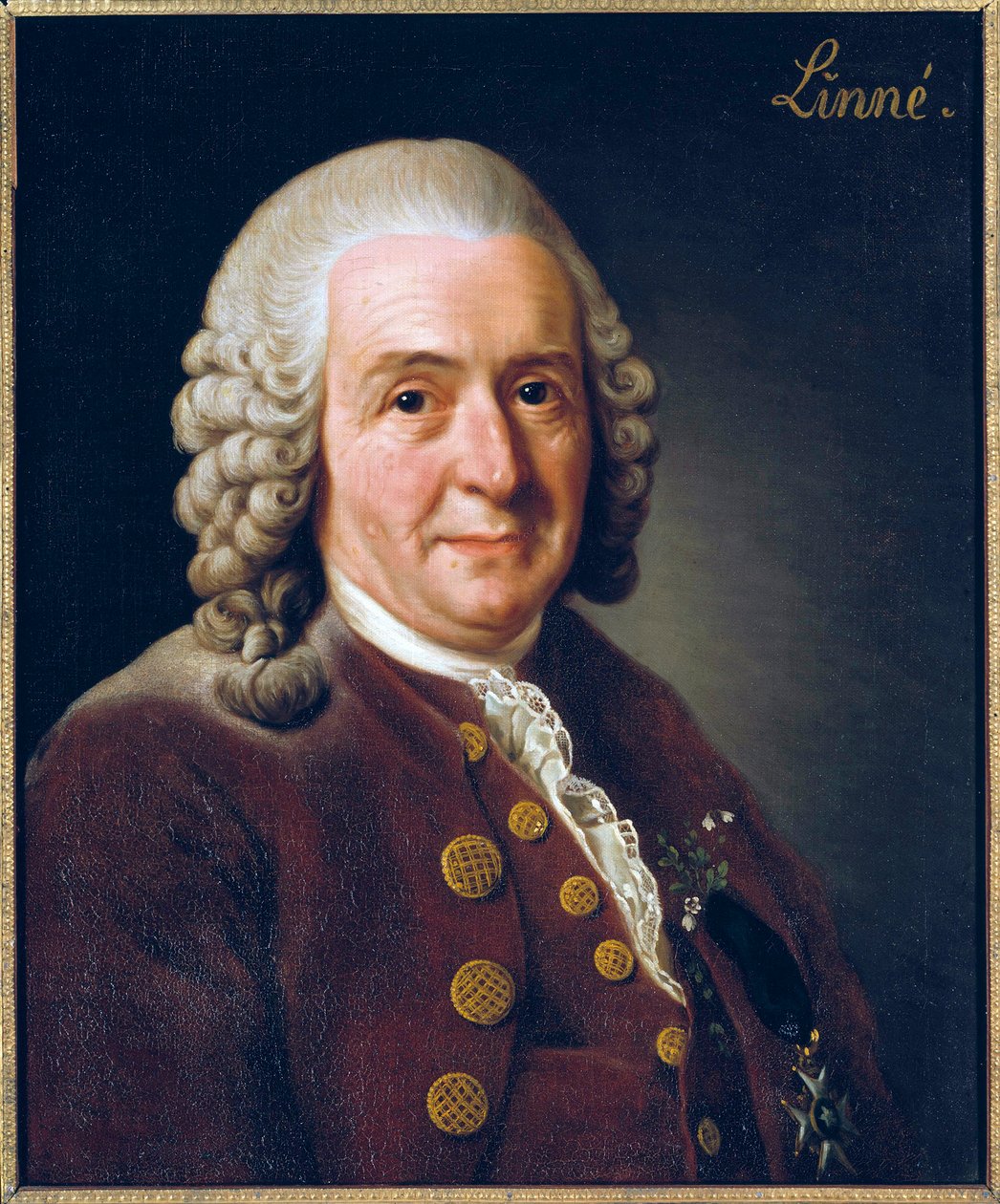 Carl von Linnen (Linnaeus) muotokuva tekijältä Alexander Roslin