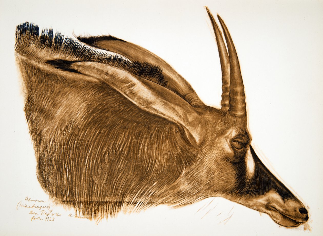 Antilope Hippotrague (Am Dafok), teoksesta Dessins et Peintures d
