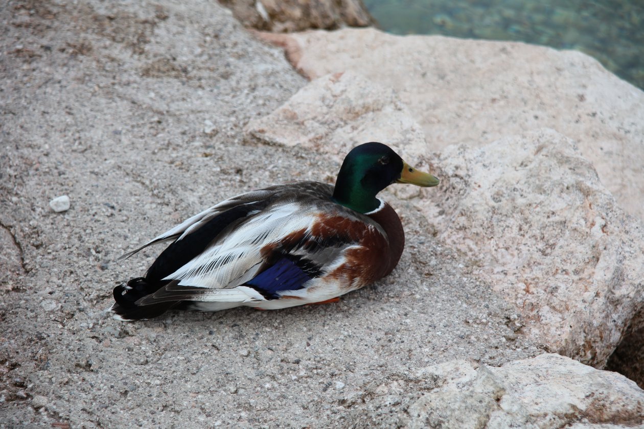 Ankat tekijältä Alexandra Joseph
