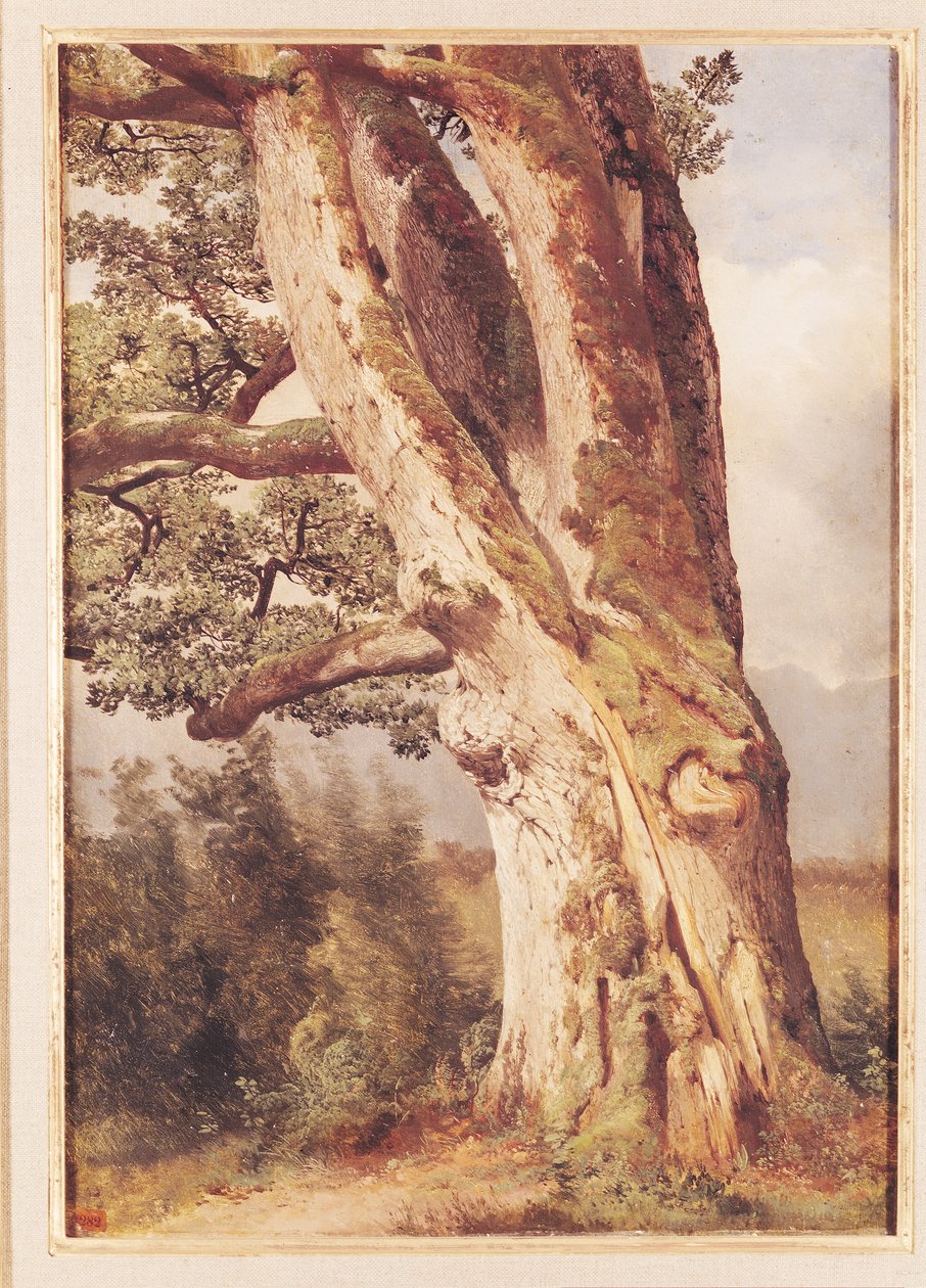 Tammi tekijältä Alexandre Calame