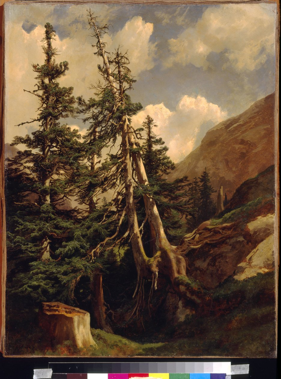 Firs in the mountains, Calame, Alexandre (1810-1864). Öljy kankaalle, Mitat: 68,5x53. Valtion A. Pushkinin kuvataidemuseo, Moskova tekijältä Alexandre Calame