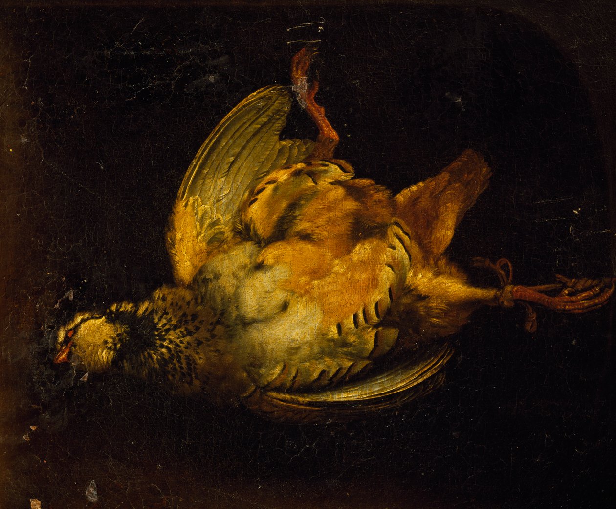 Asetelma peltopyyn kanssa, maalaus Alexandre-Francois Desportes (1661-1743), Ranska tekijältä Alexandre Francois Desportes