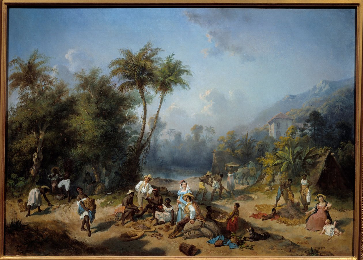 Kaakaoviljelmä Länsi-Intiassa Alexandre Balancen (1822-1893) maalaus 1800-luvun aurinko. 0,5x0,7 m La Rochelle, Musee du Nouveau Monde - Kaakaoviljelmä Länsi-Intiassa. Alexandre Balancen maalaus (1822-1893) tekijältä Alexandre Solde