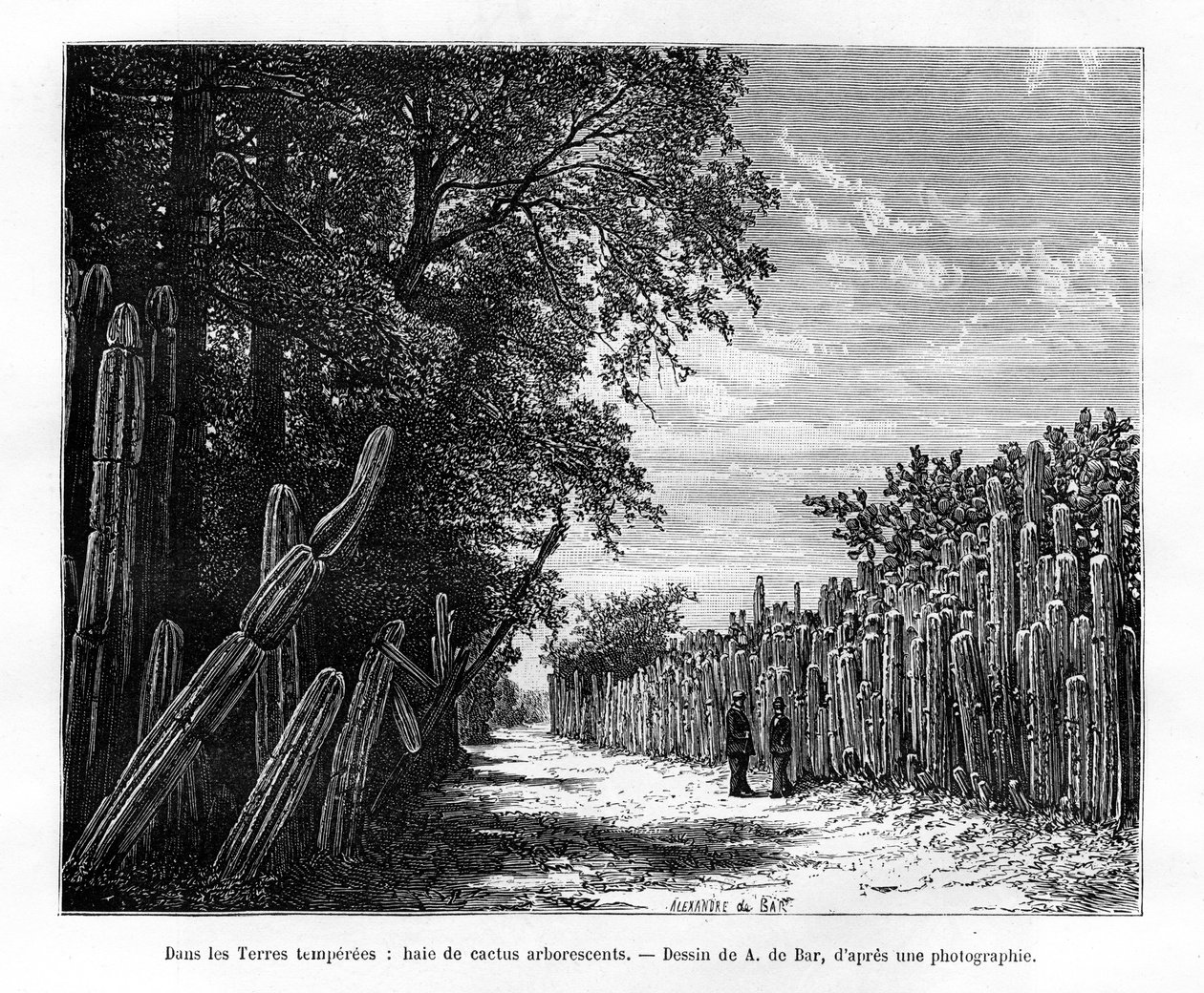 Puukasvien kaktuksen pensasaita, Meksiko, 1800-luku tekijältä Alexandre de Bar