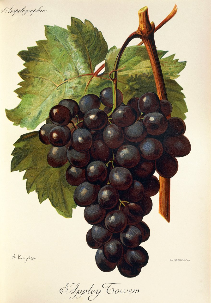 Appley Towers -rypäle. Kuvitus A. Kreyder., Pessione, Traite General de Viticulture. Ampelografia tekijältä Alexis Kreyder