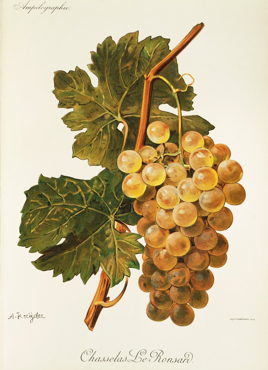 A. Kreyderin Chasselas Le Ronsard -rypäle tekijältä Alexis Kreyder