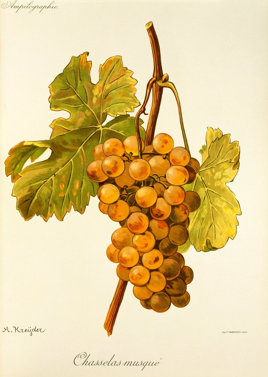 A. Kreyderin Chasselas Musque