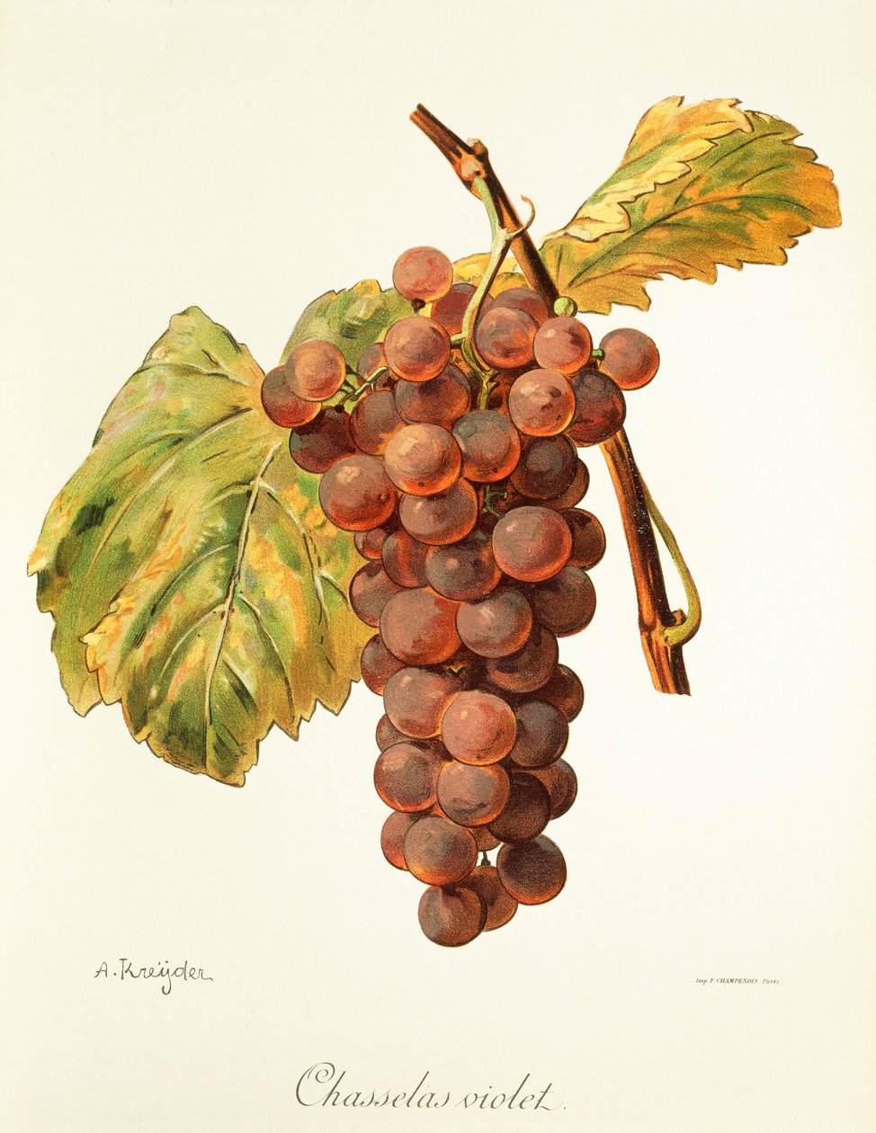 A. Kreyderin Chasselas Violet -rypäle tekijältä Alexis Kreyder