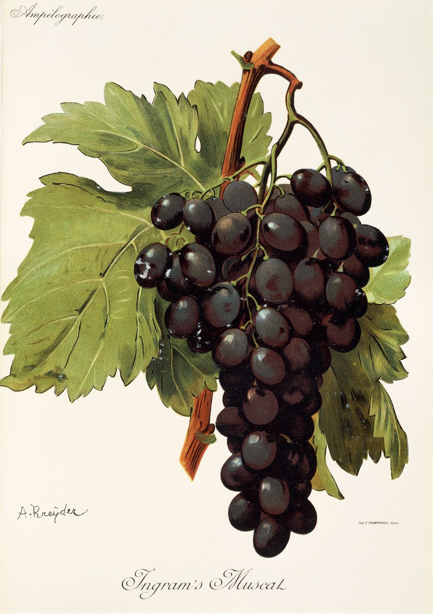 A. Kreyderin Ingram