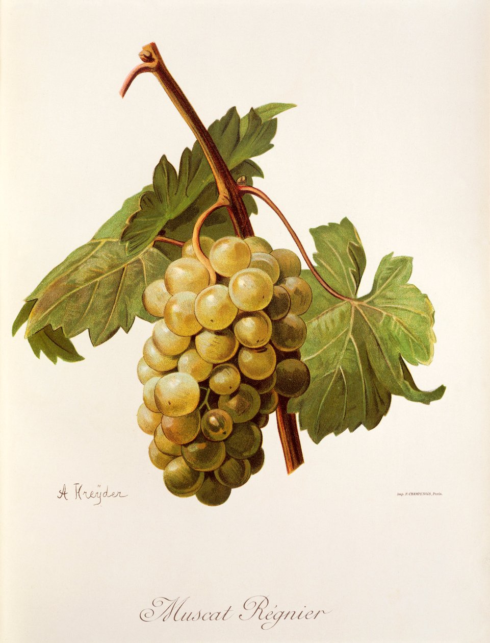 A. Kreyderin Muscat Regnier -rypäle tekijältä Alexis Kreyder
