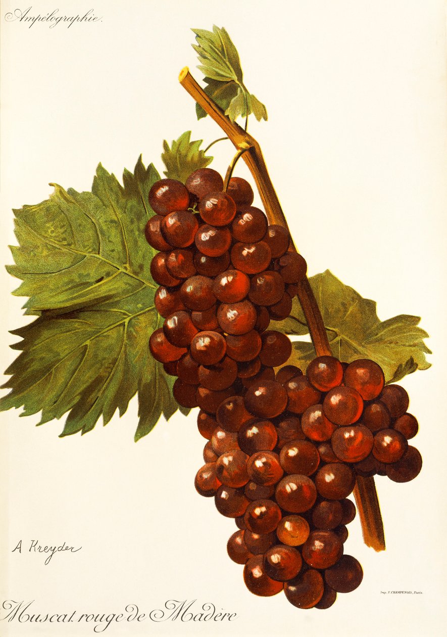 A. Kreyderin Muscat Rouge de Madere -rypäle tekijältä Alexis Kreyder