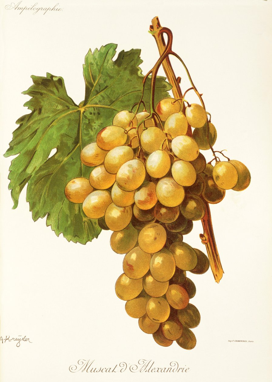 A. Kreyderin Muscat d