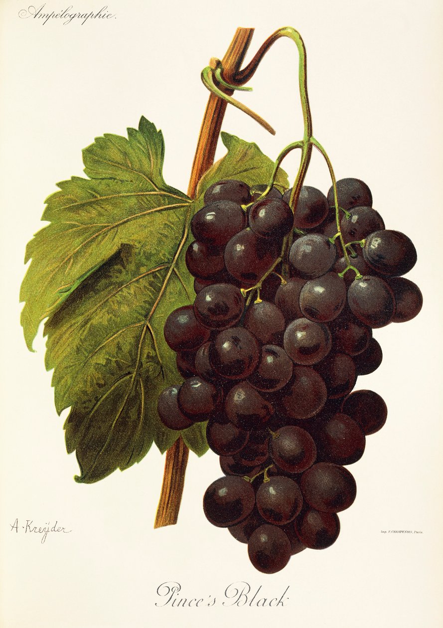 A. Kreyderin Pince
