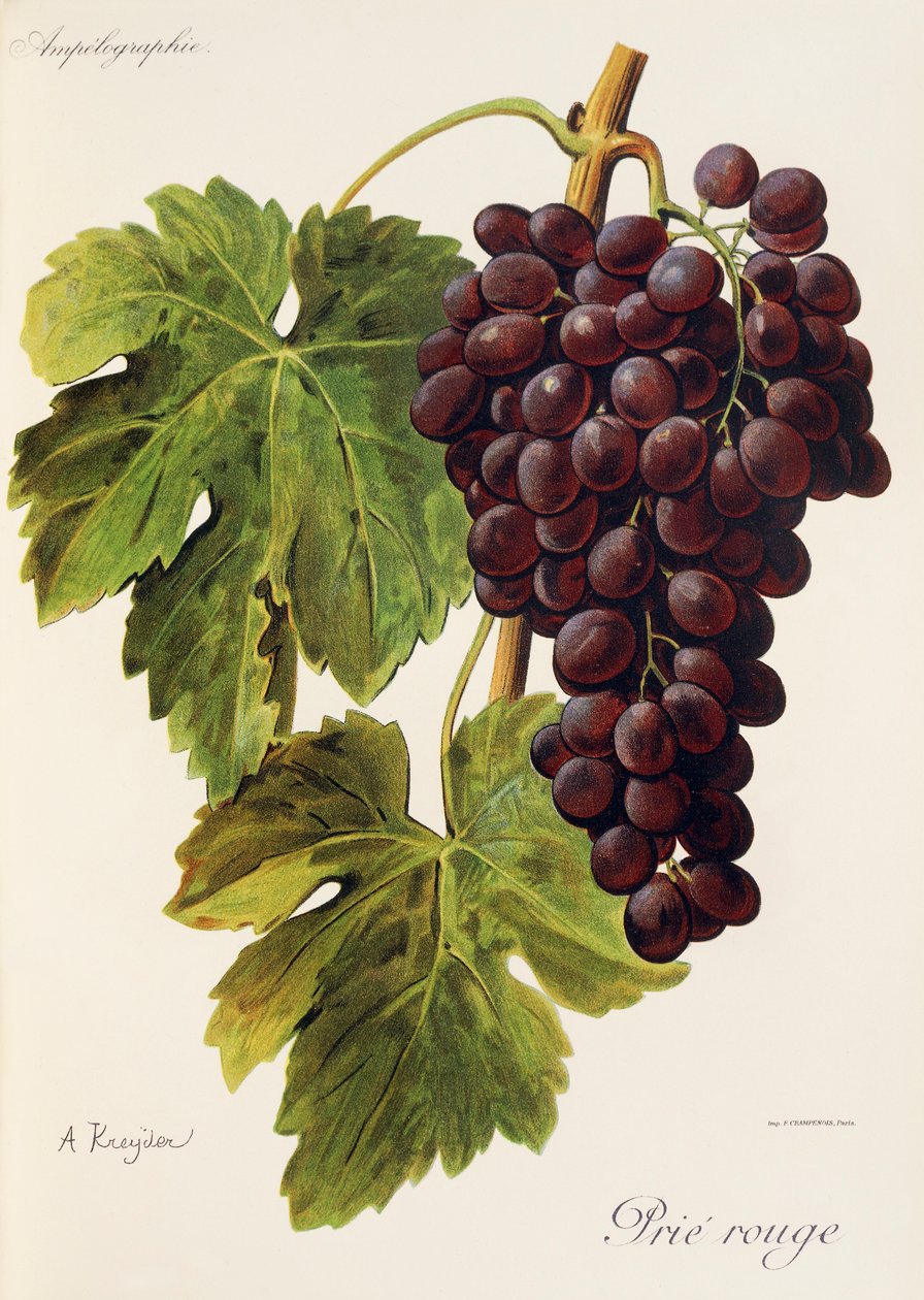 A. Kreyderin Prie