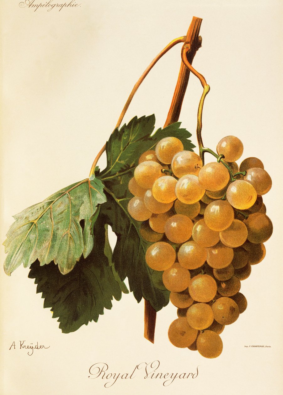 A. Kreyderin Royal Vineyard -rypäle tekijältä Alexis Kreyder