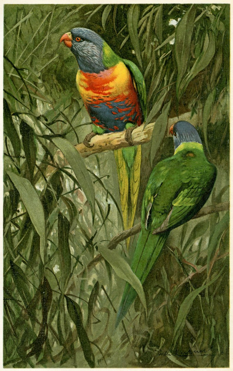 A Pair of Rainbow Lorikeets, 1890 (kromolitografia) tekijältä Alfred Brehm