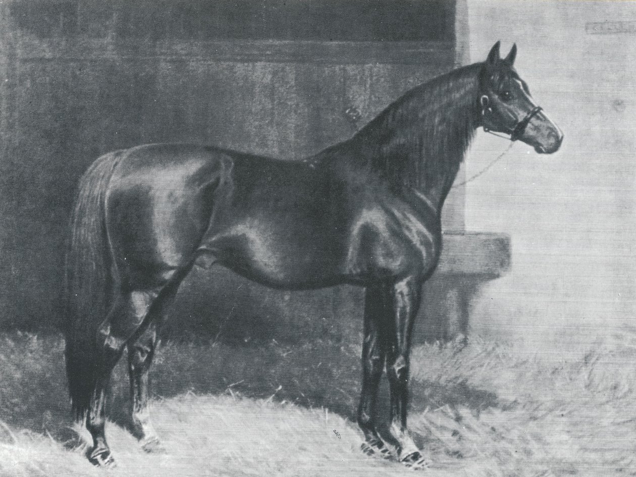 Cyllene, caballo británico laulaa pura de carreraa tekijältä Alfred Charles Havell