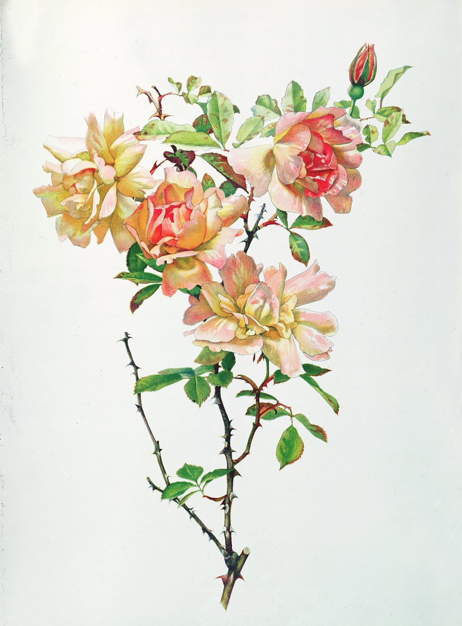 Rosa Chinensis tekijältä Alfred Parsons