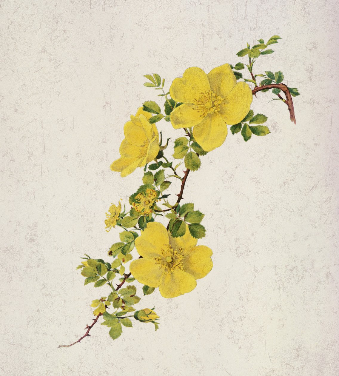 Rosa Foetida tekijältä Alfred Parsons