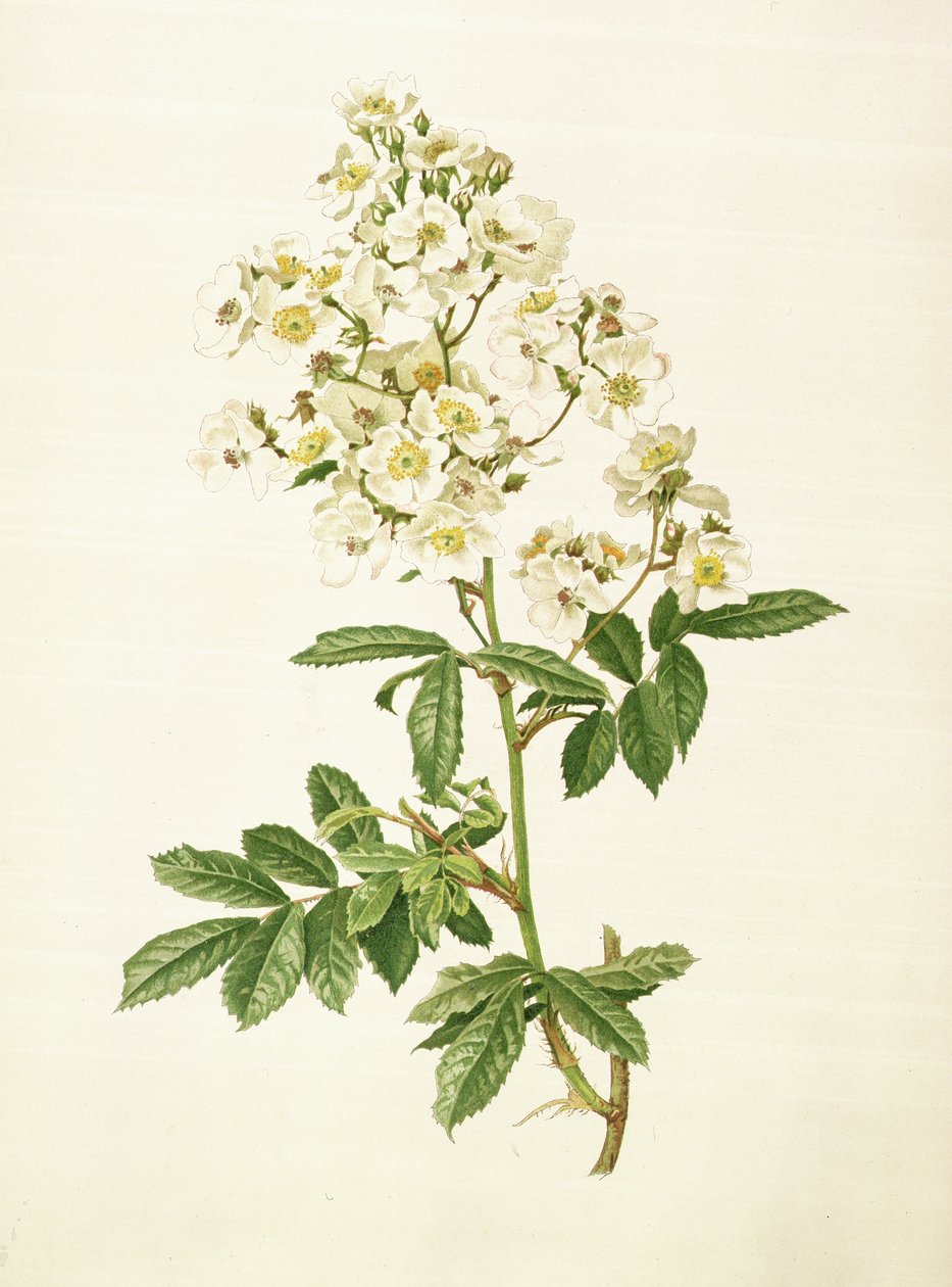 Rosa multiflora tekijältä Alfred Parsons