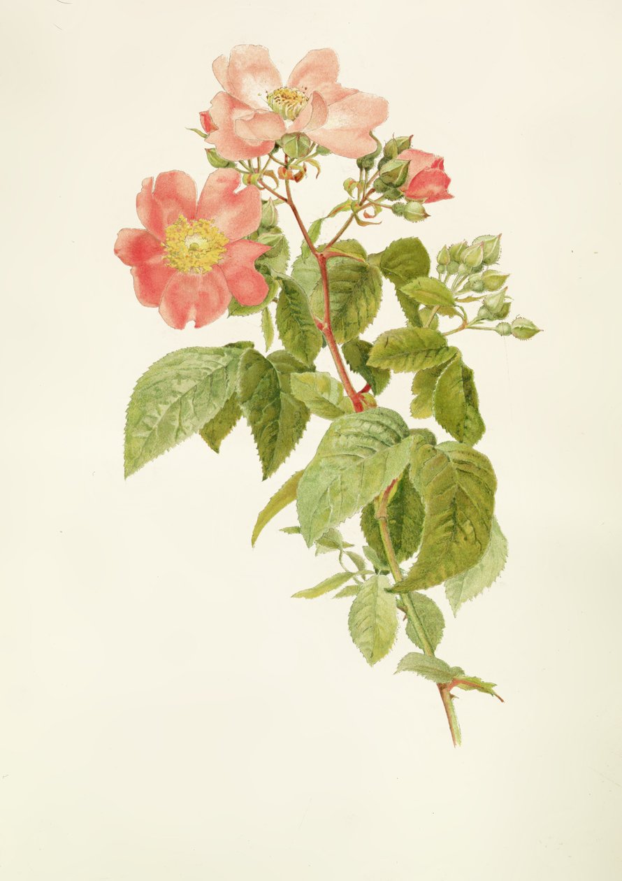 Rosa setigera (The Prairie Rose), kirjoittanut Alfred Parsons (1847-1920) tekijältä Alfred Parsons