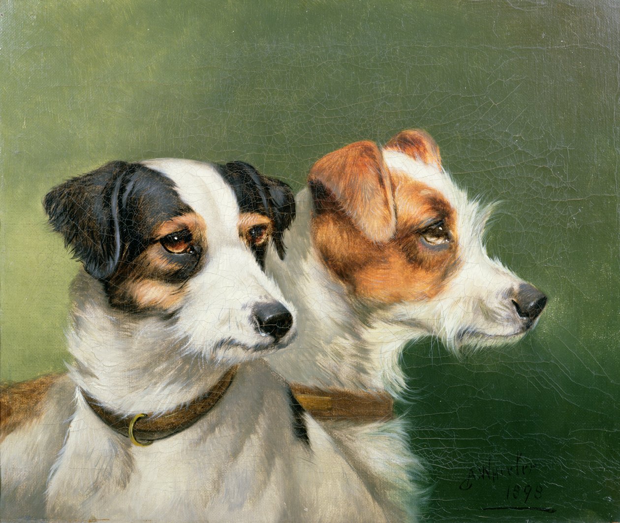 Kaksi kettuterrieriä, 1898 tekijältä John Alfred Wheeler