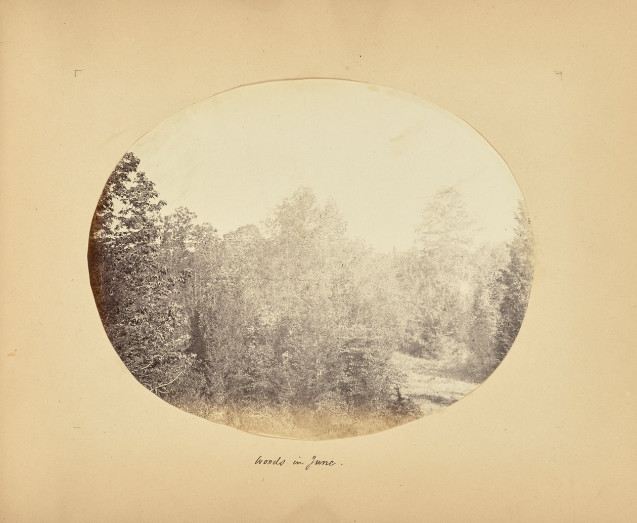 Woods kesäkuussa tekijältä Alfred Booth