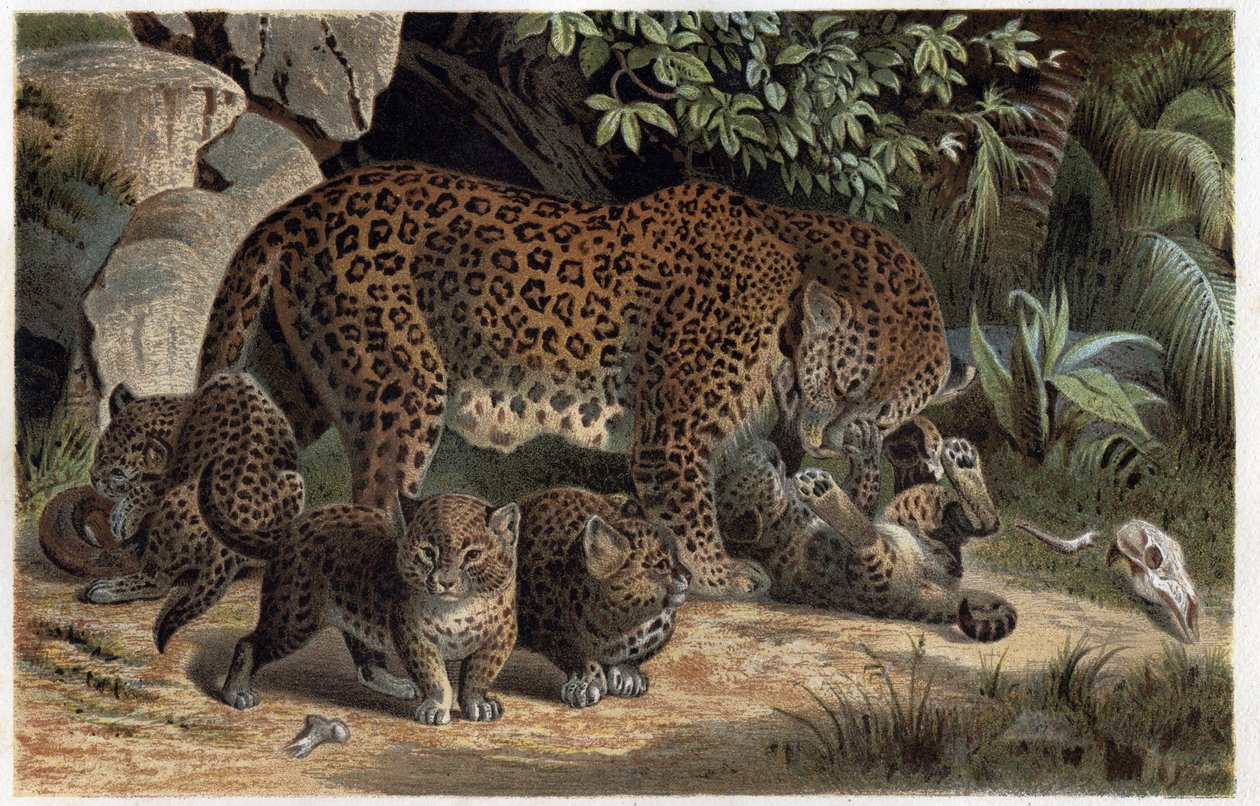 Panthere ja sen poikaset - Panthera, teoksesta "Brehm