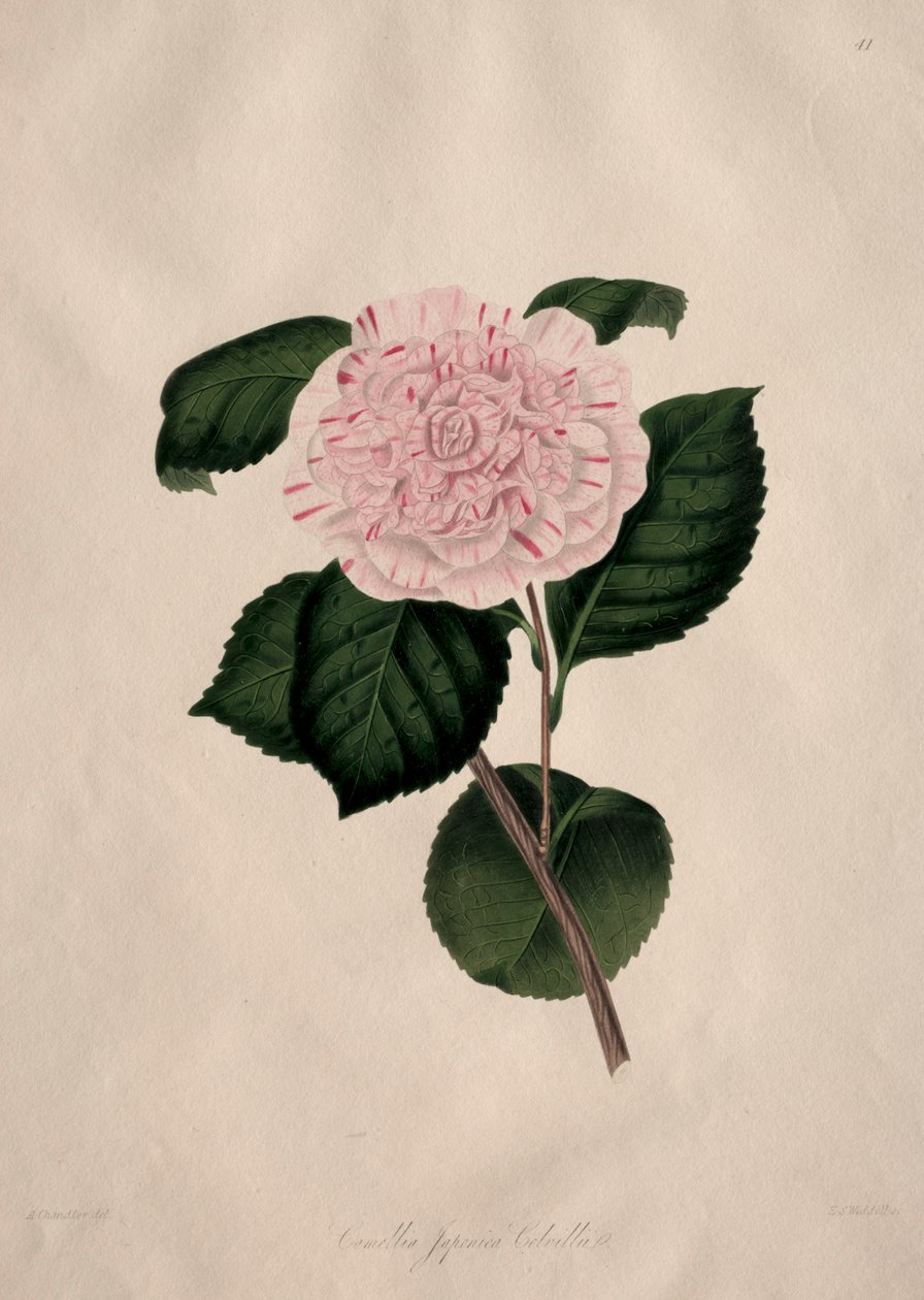 Kuvituksia ja kuvauksia...Camellieae-luonnonjärjestyksestä: N:o 41. tekijältä Alfred Chandler