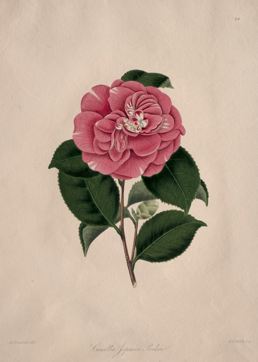 Kuvituksia ja kuvauksia...Camellieae-luonnonjärjestyksestä: N:o 44. tekijältä Alfred Chandler