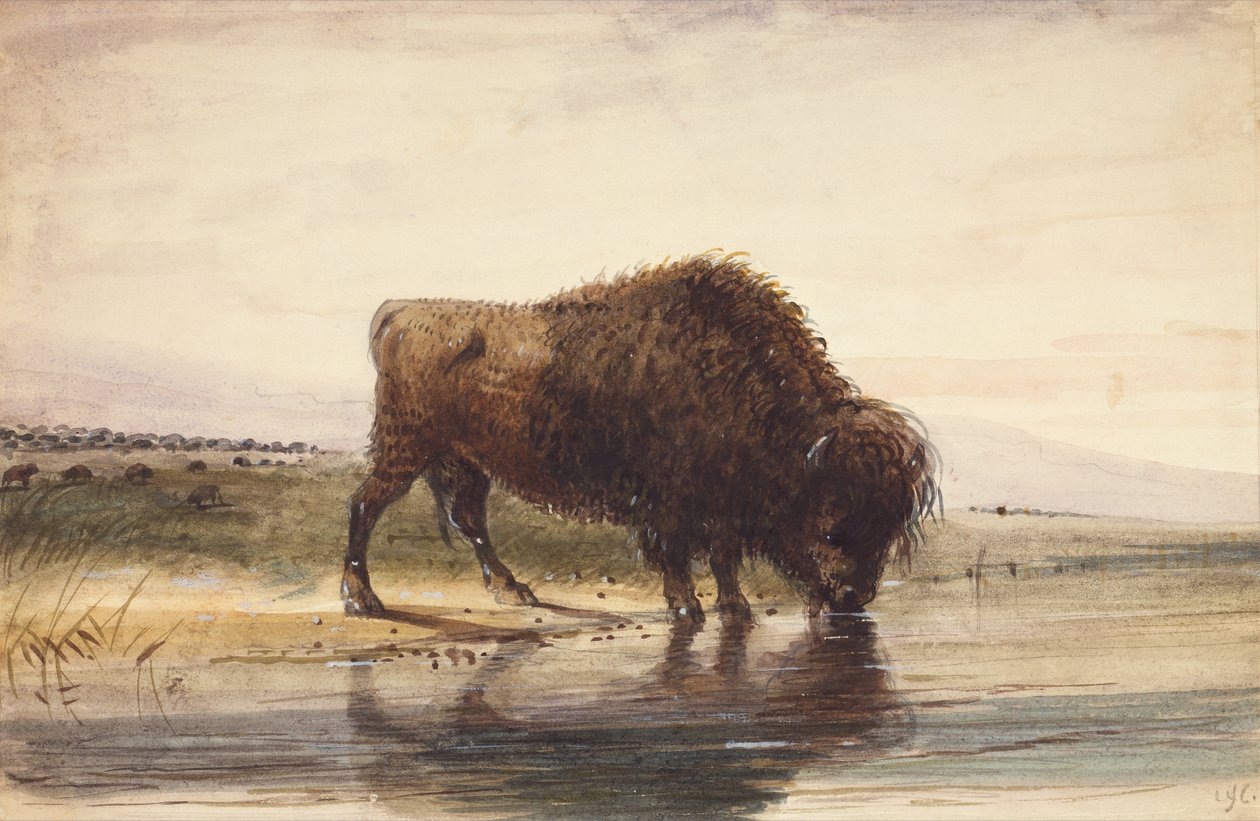 Bull Buffalo, n. 1837 (akvarelli paperille) tekijältä Alfred Jacob Miller