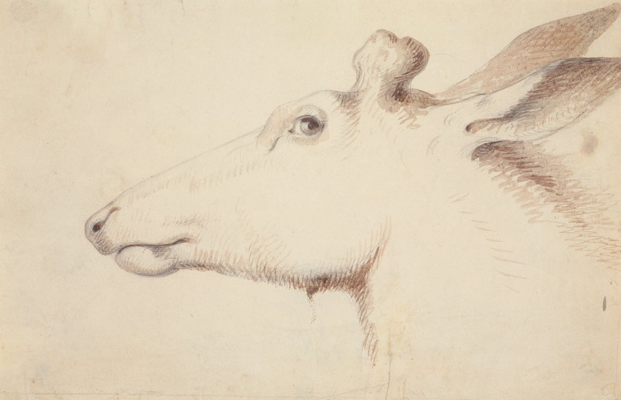 Hirvi. noin 1837 (piirustus) tekijältä Alfred Jacob Miller