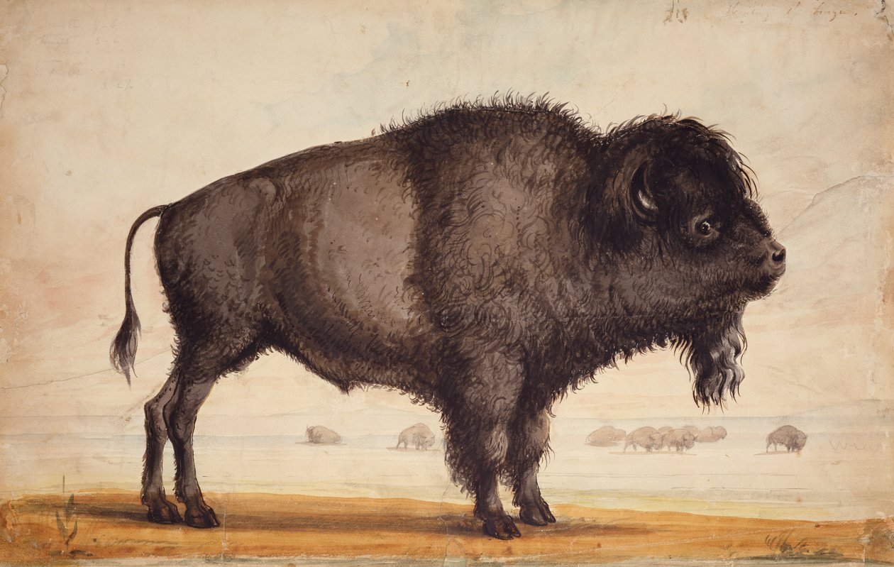 Scenting the Breeze, n. 1837 (akvarelli paperille) tekijältä Alfred Jacob Miller