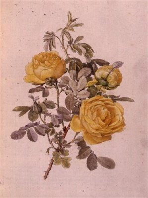 Rosa Genus, nro 10, 755, n. 1910 tekijältä Alfred Parsons