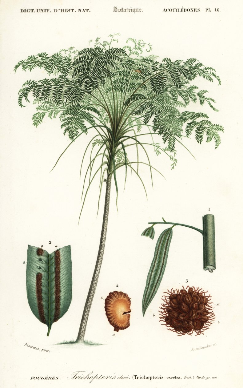 Treefern, Cyathea species., 1849 (kaiverrus) tekijältä Alfred Riocreux
