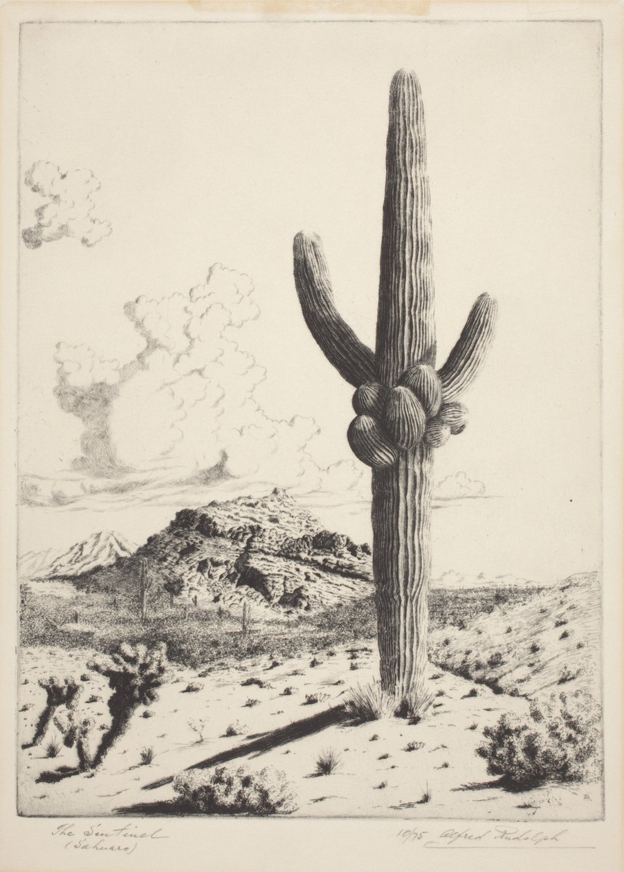 Sentinel (Sahuaro) (etsaus ja akvatinta) tekijältä Alfred Rudolph Waud