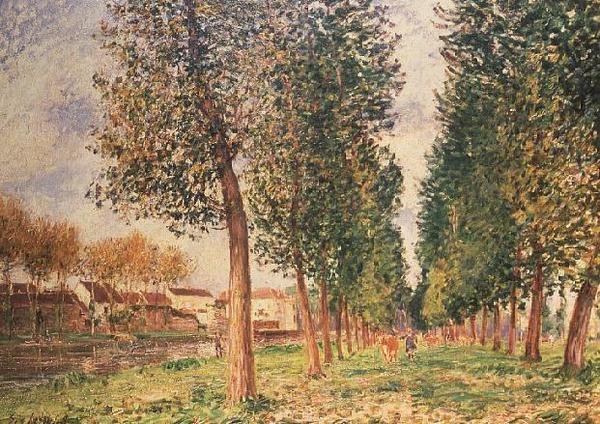 Poplar Avenue Moretissa, pilvinen päivä, aamu tekijältä Alfred Sisley
