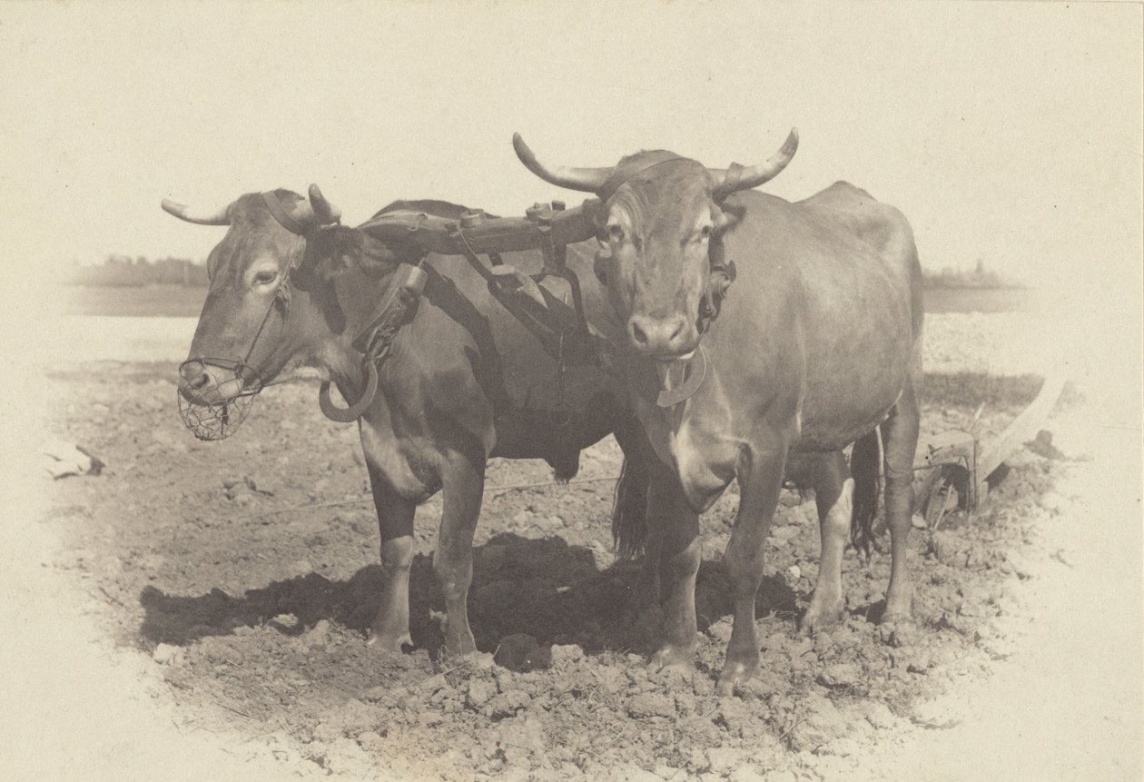 Idylli tekijältä Alfred Stieglitz