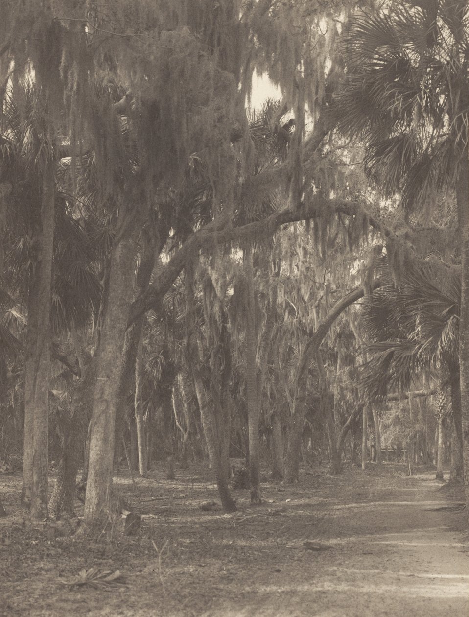 Rockledgessä, Floridassa tekijältä Alfred Stieglitz