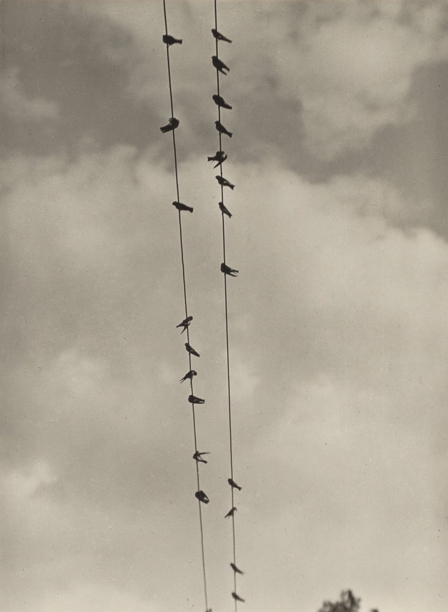 Linnut tekijältä Alfred Stieglitz