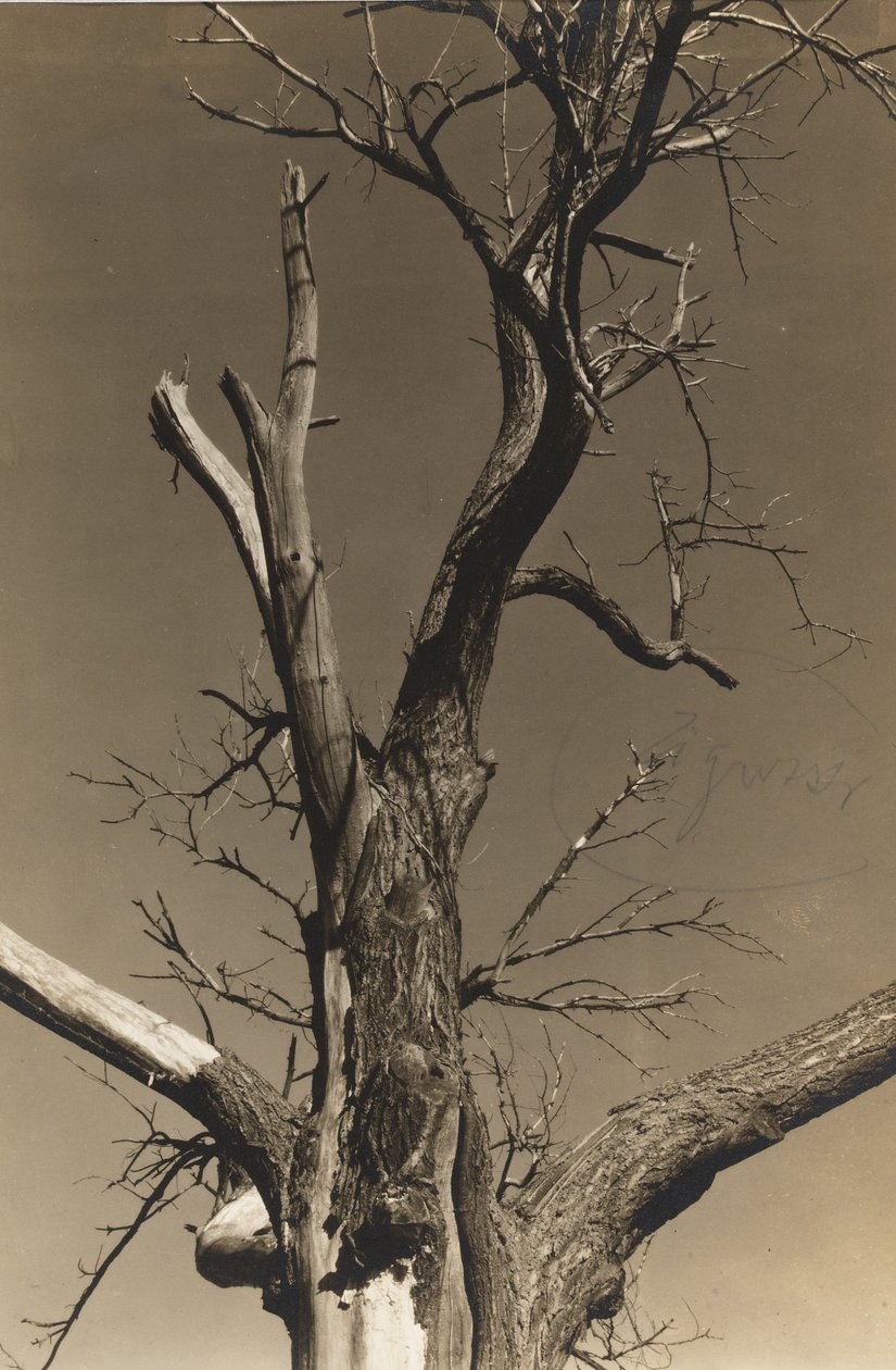 Kuoleva kastanjapuu (käänteinen) tekijältä Alfred Stieglitz