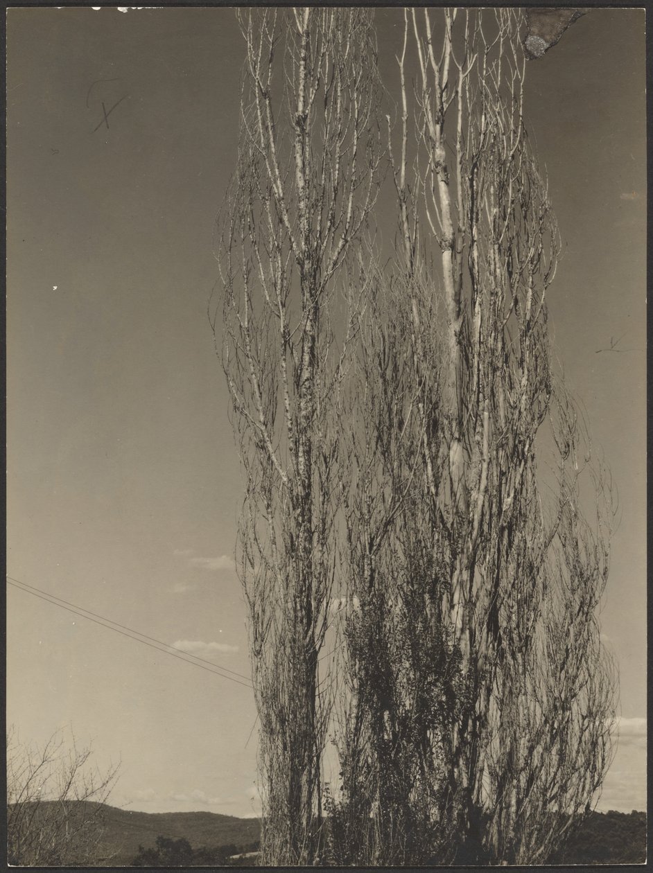 [Kuolevat poppelit, Lake George] tekijältä Alfred Stieglitz