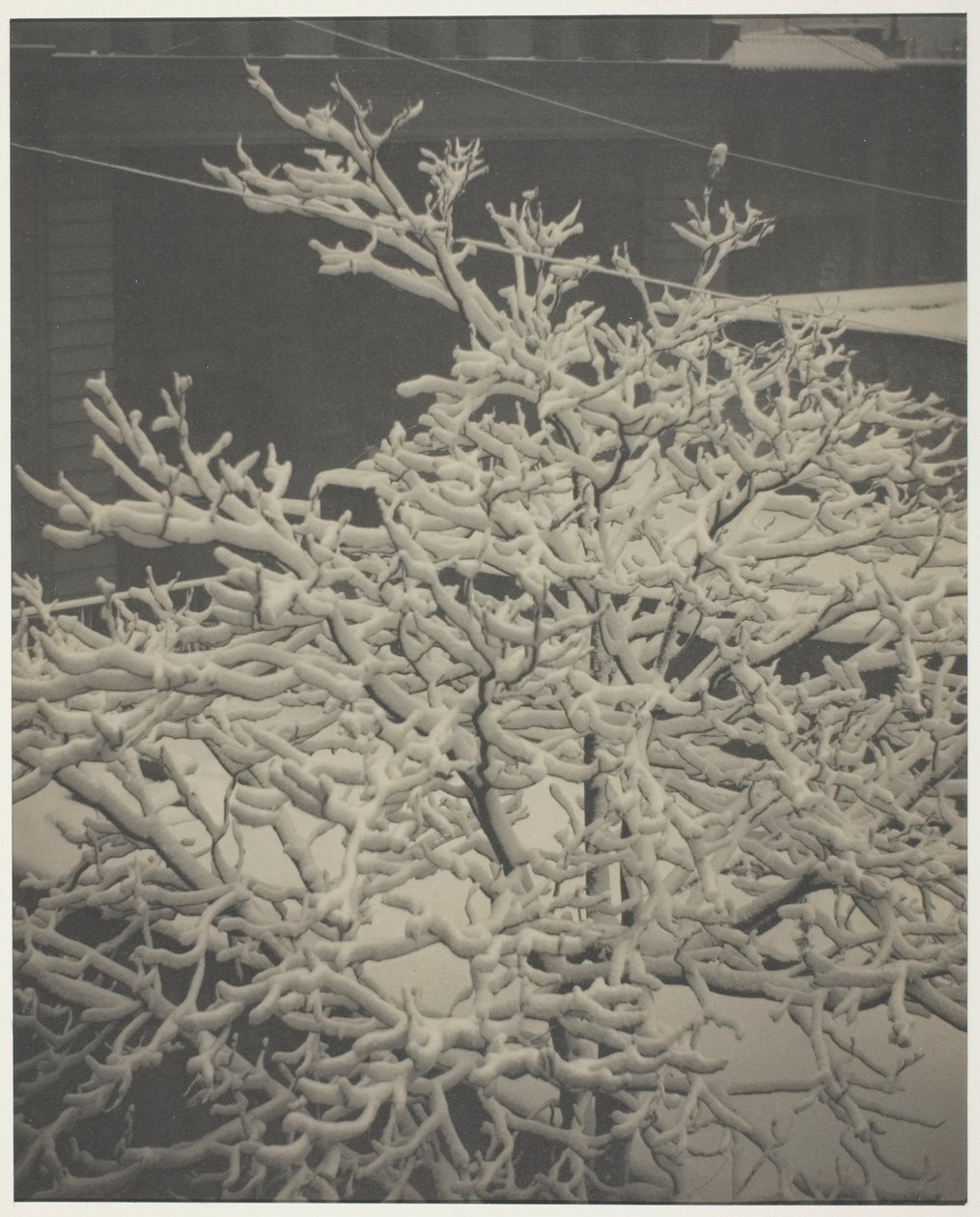 Taka-ikkunasta "291" lumipeitteinen puu, takapiha tekijältä Alfred Stieglitz