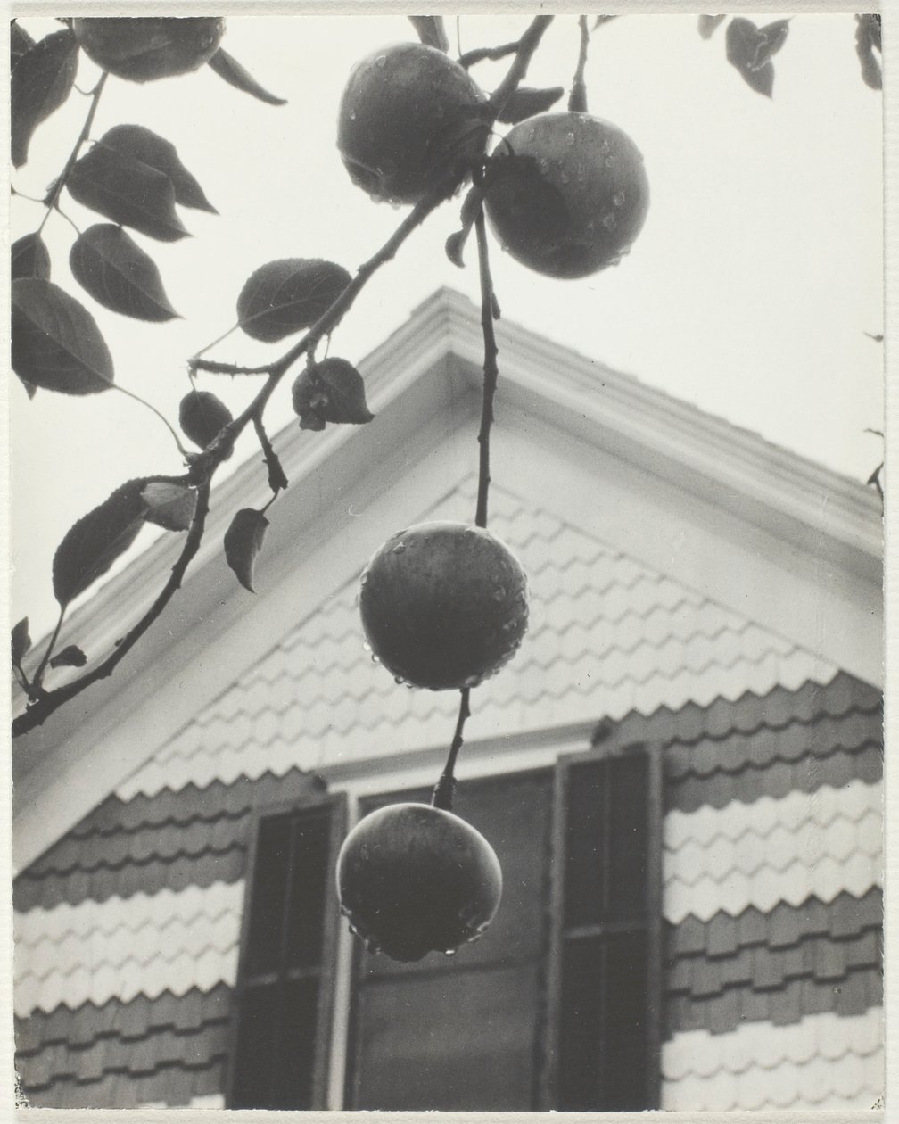 Gable ja omenat tekijältä Alfred Stieglitz