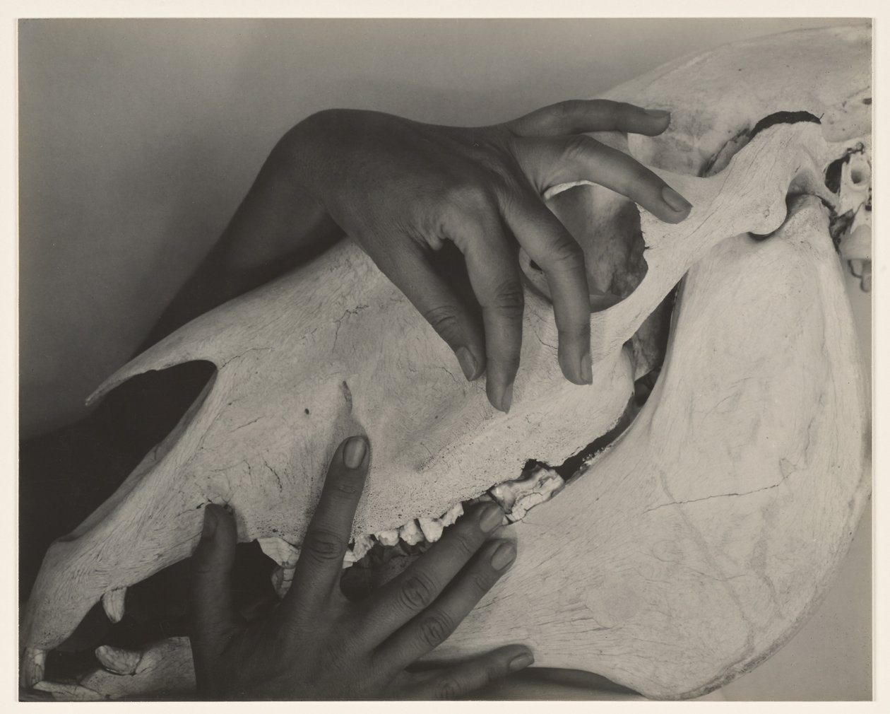 Georgia O’Keeffe – Kädet ja hevosen kallo tekijältä Alfred Stieglitz
